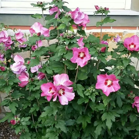 La Perla De Sonabia 빌라 오리뇽